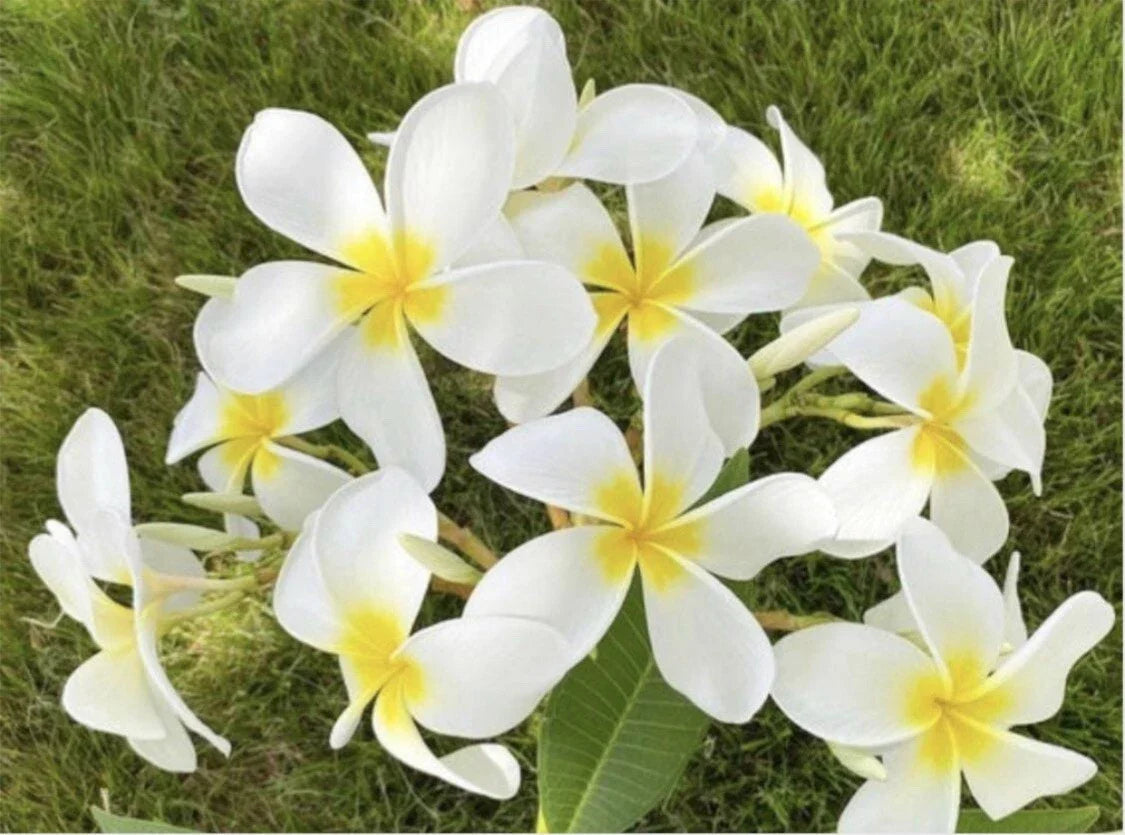 Rooted Plumeria Cutting - 21" Cloud 9 Frangipani - Vibrant Pink & Yellow Flowers - Plumeria rubra