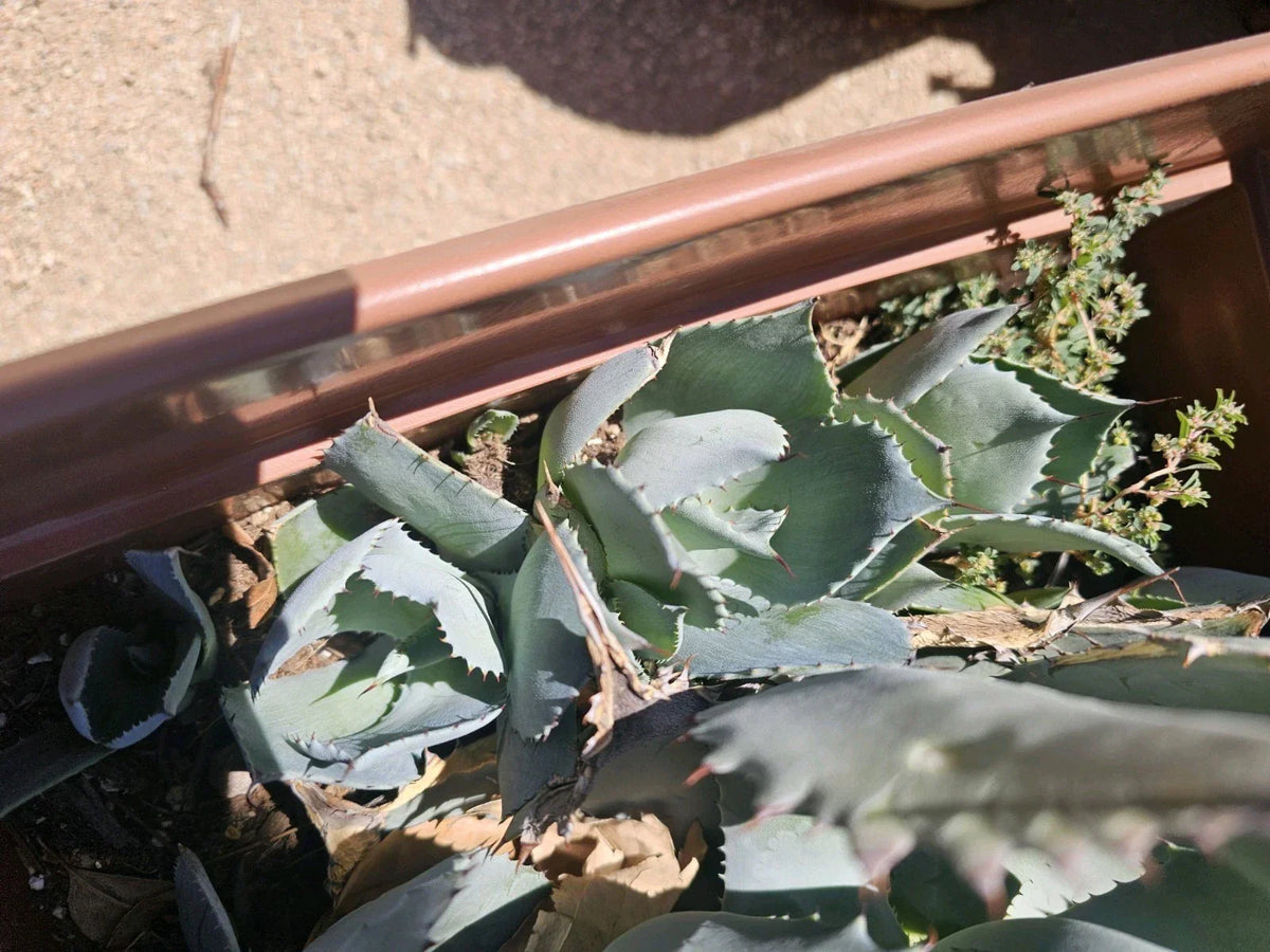 Agave Potatorum Pup, 3-6" Bare Root Succulent Plant, Unique Variegated Cactus, Drought-Tolerant Agave Potatorum