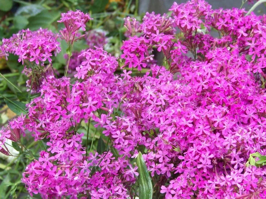 Catchfly Seeds - 2000 Count - Pink Blooms - Silene Armeria - Fast-Growing Flower Seeds for Gardens and Borders