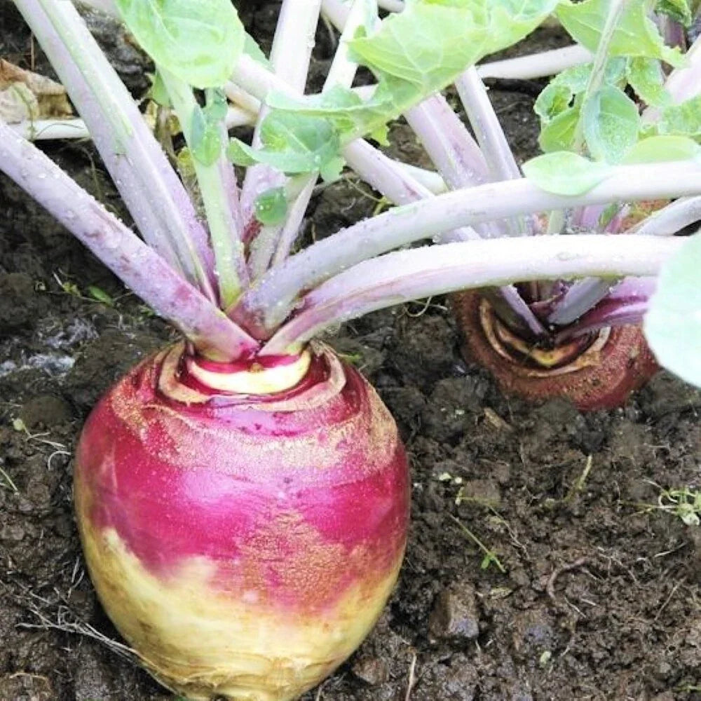 Rutabaga Seeds Packet - American Purple Top Variety - Brassica napus - Non-GMO, High Germination Rate for Fall Harvests