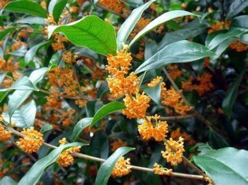 Fragrant Tea Sweet Olive Starter Plant - 4-Inch Apricot Echo - Osmanthus fragrans - Rooted Plant for Home & Garden