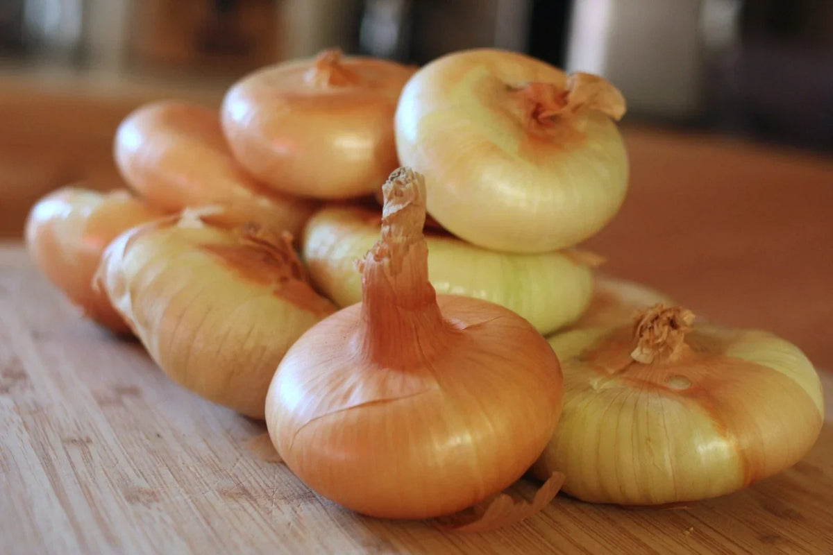 Cipollini Onion Seeds - NON-GMO Yellow Giallo Variety - Allium cepa - Sweet Italian Flavor for Home Gardening