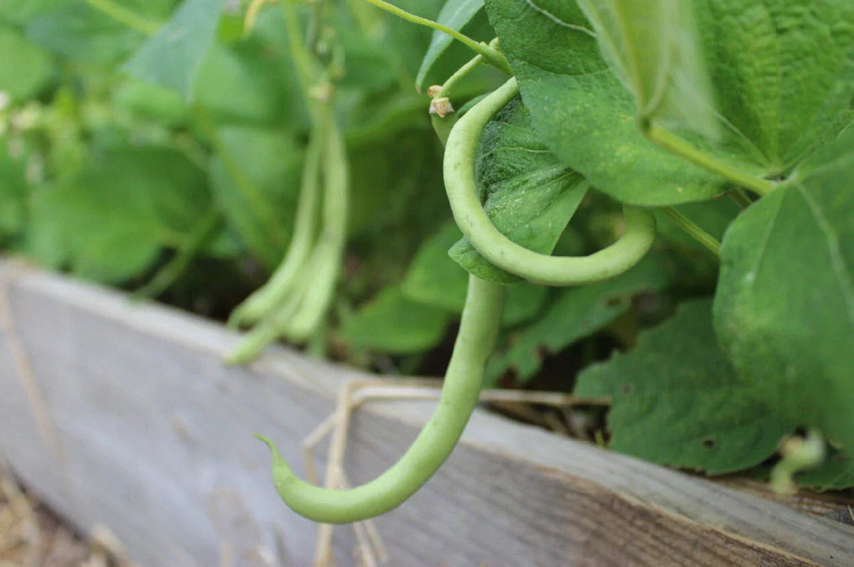 Contender Bush Green Bean Seeds | NON-GMO | Early Harvest | Stringless | Phaseolus vulgaris | Vegetable Gardening