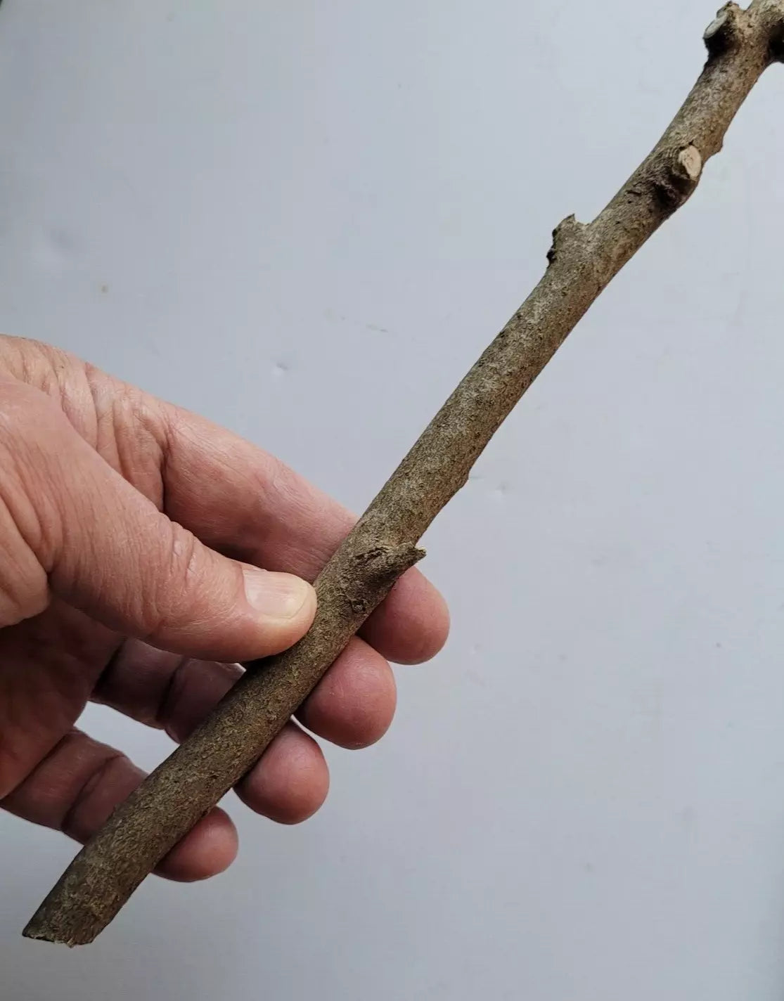 Pre-Wand Stick - American Holly Crafting Material - Ilex opaca - Virginia Native Plant for DIY Wands and Decorations