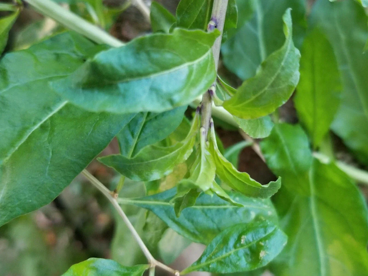 Fresh Goji Berry Live Plant Cuttings - Set of 3 - Lycium barbarum - Healthy Strong Plants for Your Garden