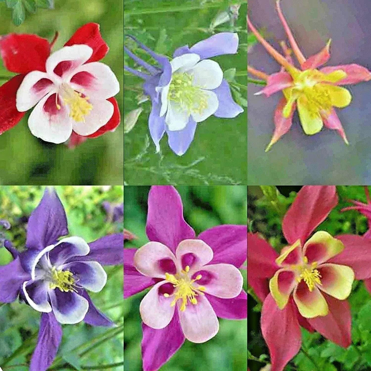 Columbine Seeds Mix - 200+ Seeds - Perennial Native Wildflower for Shade Garden - Aquilegia spp. - Easy to Grow
