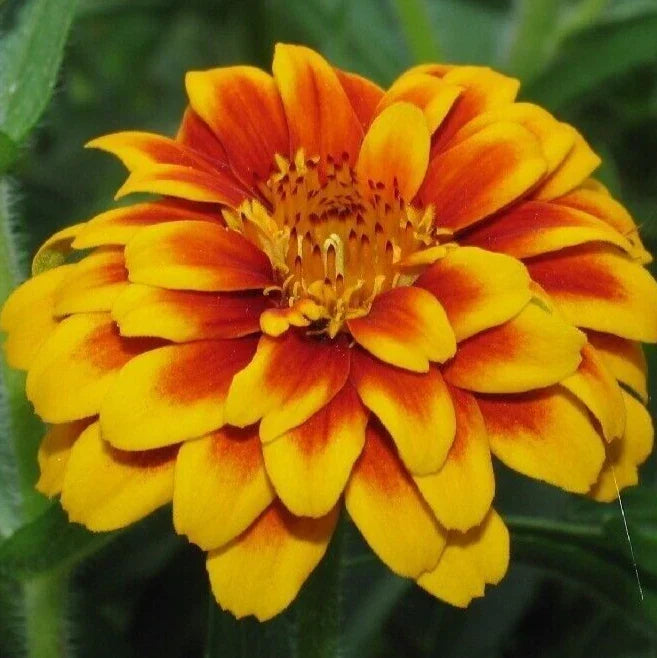 Persian Carpet Zinnia Seeds - 100+ Colorful Annual Wildflower Seeds, Easy to Grow, Zinnia elegans for Garden