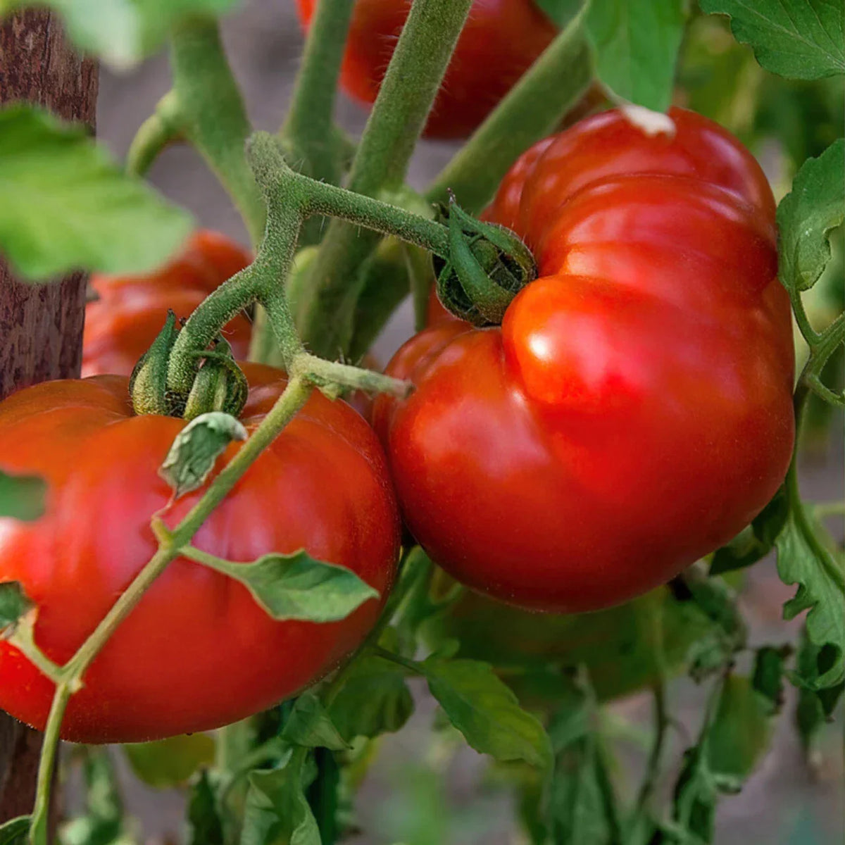 Tomato Seeds 100 Count Chef's Choice Red High Yield Varietal Solanum lycopersicum - Large Juicy Fruits for Home Gardens