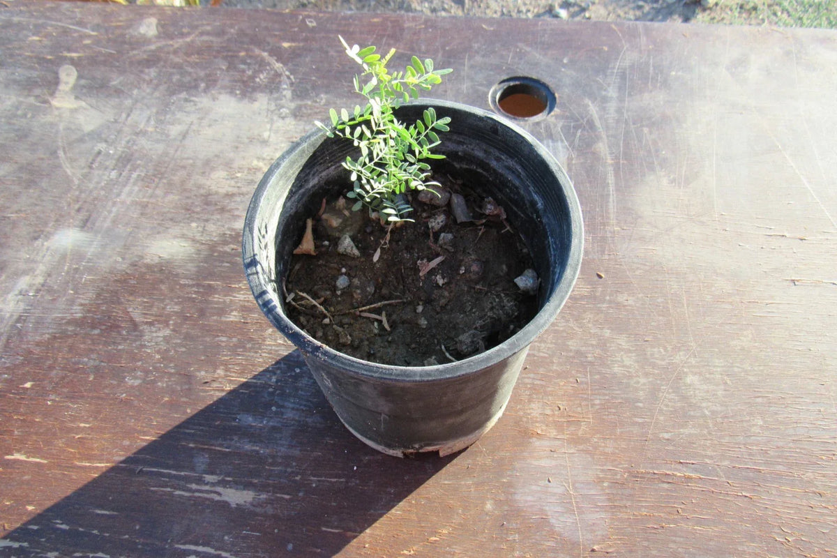 Desert Ironwood Tree Bonsai - Well-Rooted Olneya tesota - Drought-Tolerant Indoor Plant - Unique Southwest Variety