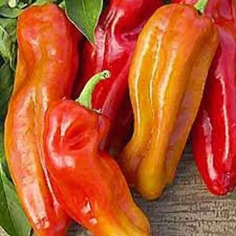 Organic Cubanelle Pepper Seeds - 50 Pack - Capsicum annuum - USA Grown, Non-GMO, Perfect for Frying and Grilling