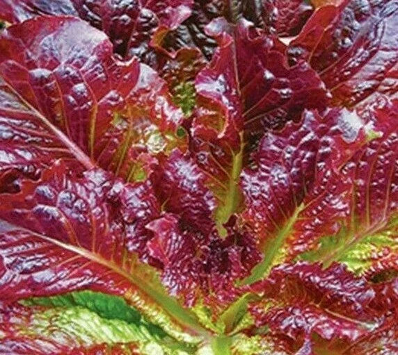 Red Romaine Lettuce Seeds - 1000+ Seeds for Garden - Nutrient-Rich Leafy Greens - Lactuca sativa