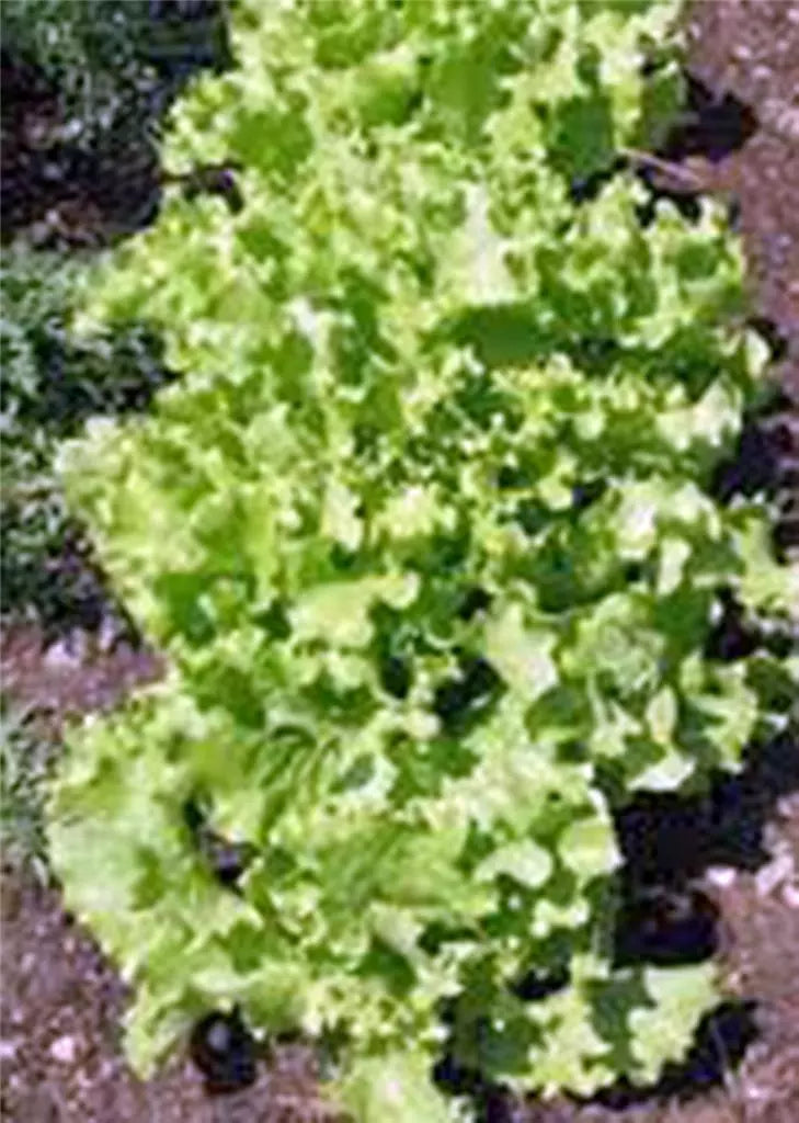 Lettuce Seeds 1000 Count Grand Rapid Heirloom Non-GMO Lactuca sativa for Home Gardening, Salads, and Container Planting
