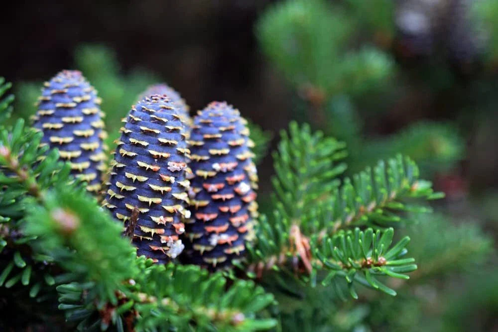 Korean Fir Tree Seeds - 30 Seeds - Blue Cone Variety - Abies koreana - Evergreen Landscape Planting