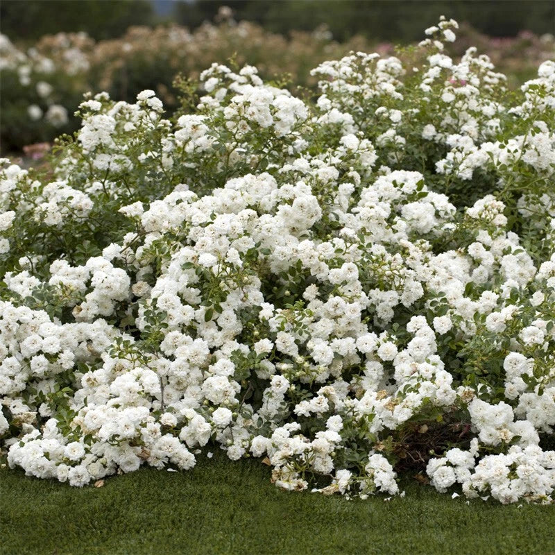 Rosa 'Icy Drift' Shrub Rose Cuttings - 6 Pieces - Hardy Groundcover Variety - Fragrant Pastel Blooms - Perennial Plant