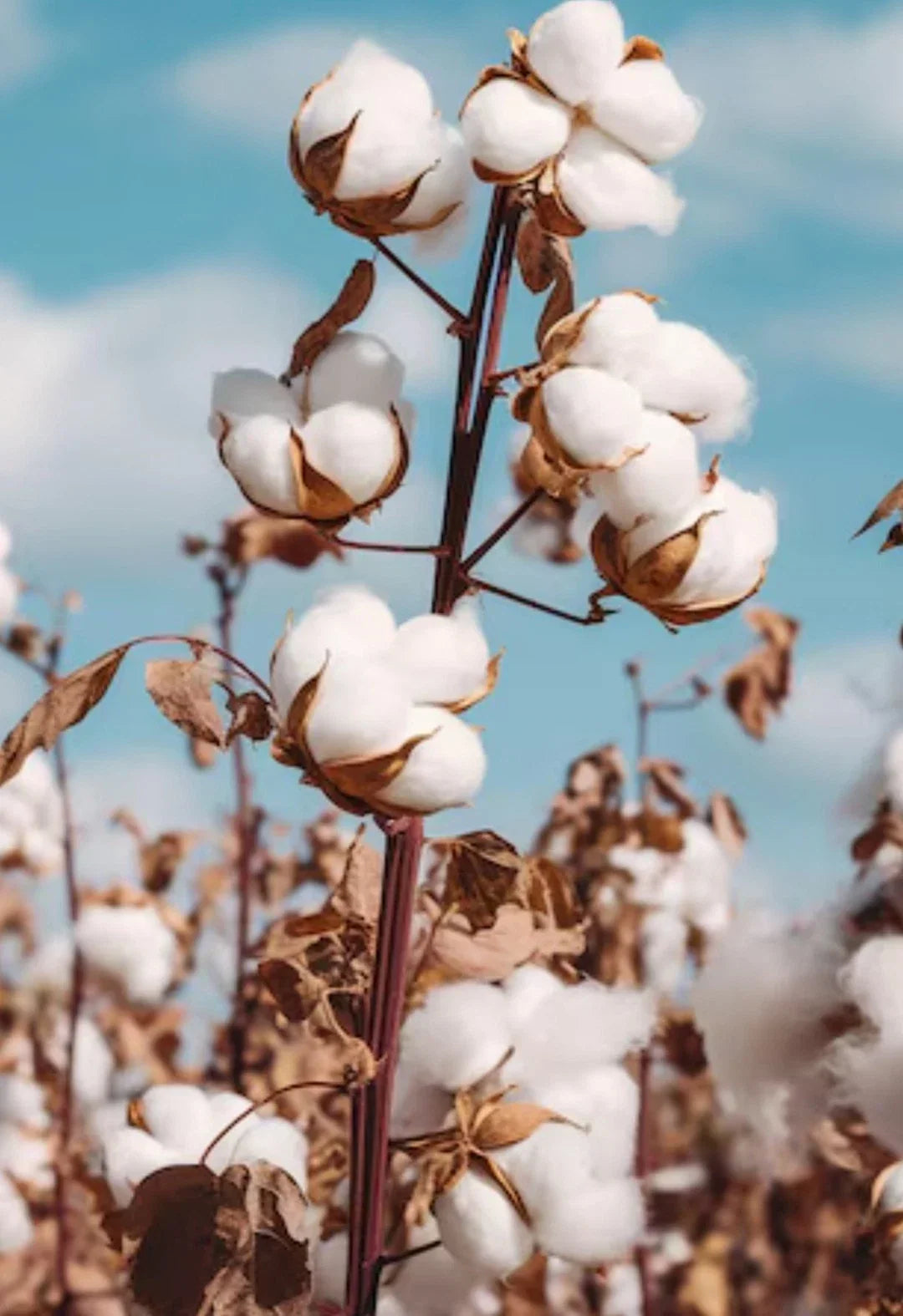 White Cotton Seeds 60g Non-GMO Gossypium Easy to Grow USA Grown for Home Gardens and Educational Projects