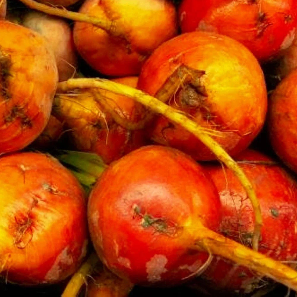 Golden Detroit Beet Seeds | NON-GMO Heirloom | Beta vulgaris | Fresh Garden Seeds for Home Gardening