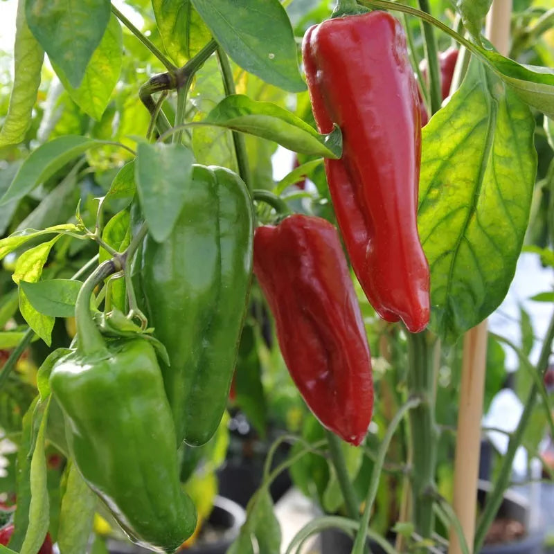 Sweet Marconi Rosso Pepper Seeds - Non-GMO, Italian Variety, Capsicum annuum, Multiple Packet Sizes Available