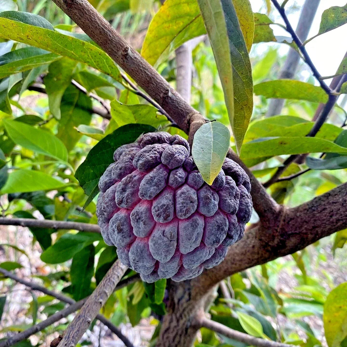 Thai Purple Sugar Apple Tree Seeds - 10 Pack, Annona squamosa, Rare Sweetsop Fruit for Tropical Gardens