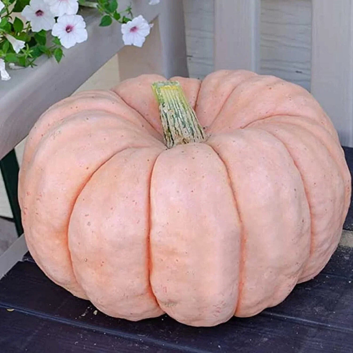Pink Princess Porcelain Doll Pumpkin Seeds - 10+ Non-GMO Seeds - Cucurbita pepo - Unique Pink Pumpkins for Fall Decor