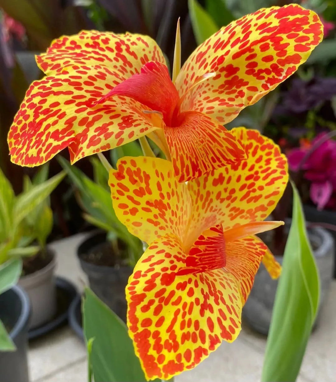 Canna Lily Bulb - Gold Leopard Rhizome - Tropical Perennial Plant (Canna indica 'Gold Leopard') for Vibrant Gardens