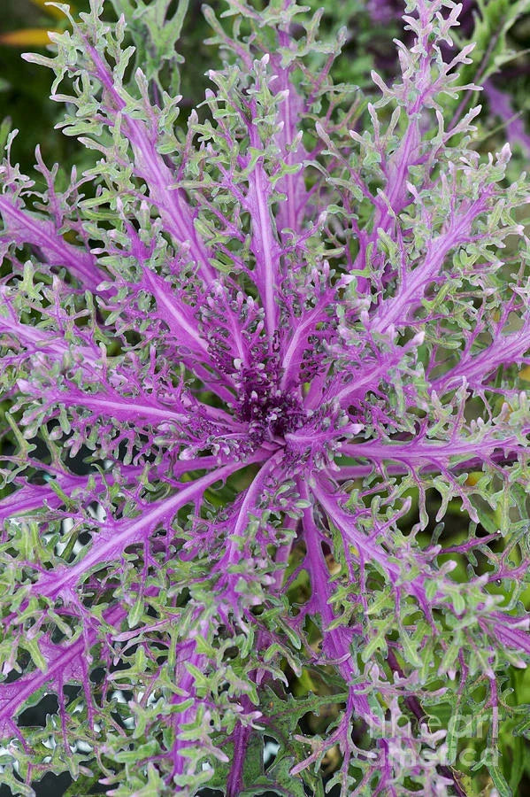 Ornamental Kale Seeds - 40 Fresh Peacock Red Seeds - Brassica oleracea - Vibrant Foliage for Garden, Borders, and Containers