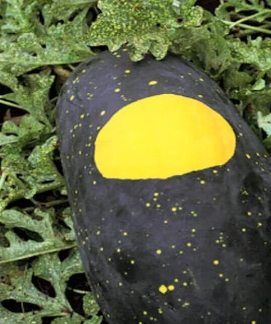 Red Moon and Stars Watermelon Seeds - 15+ Heirloom Seeds - Citrullus lanatus - Unique Red Flesh, Dark Green Skin