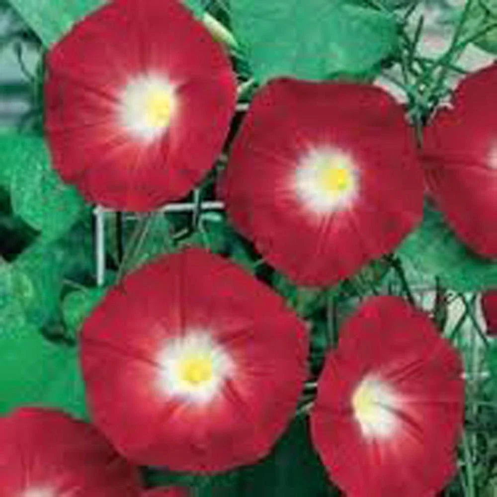 Scarlet O'Hara Morning Glory Seeds, 500+ Seeds, Ipomoea coccinea, Vibrant Scarlet Blooms, Easy to Grow Annual Vine