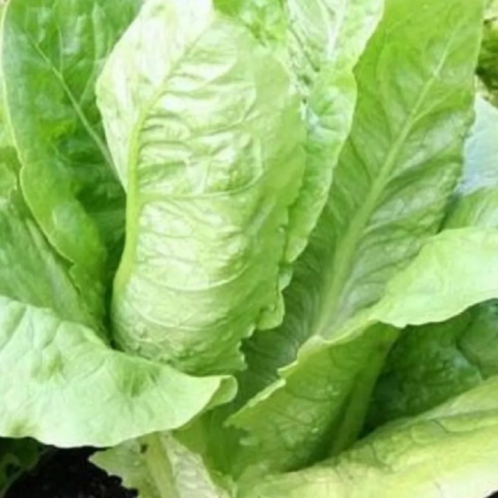 Parris Island Romaine Seeds | Non-GMO Heirloom Lettuce | Lactuca sativa | 100 Seeds Packet