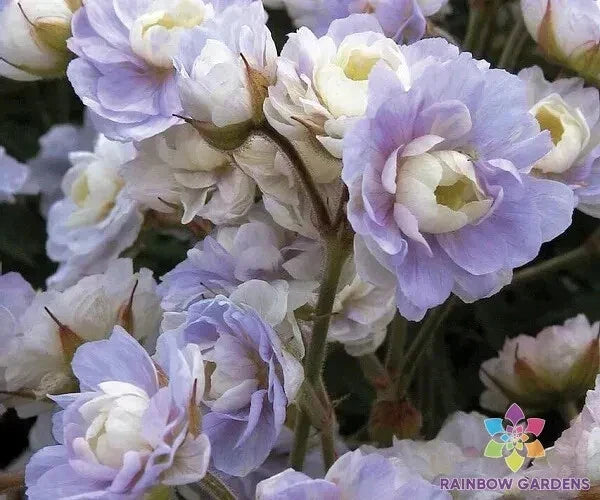 25+ Summer Skies Geranium Seeds | Pelargonium × hortorum | Non-GMO | Vibrant Garden Flowers for Planting