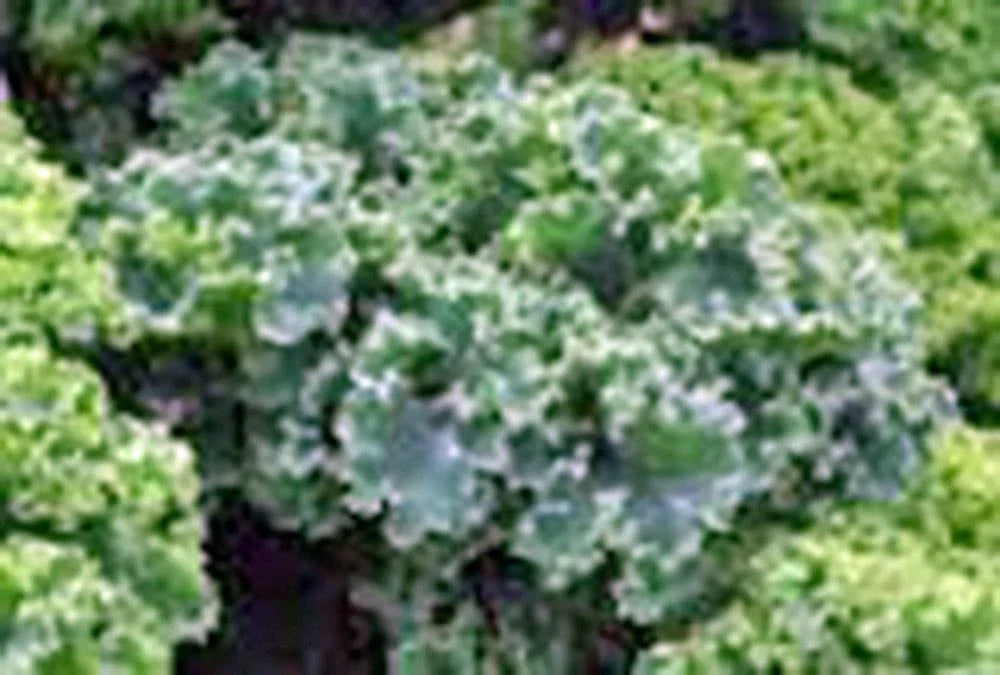 Kale Seeds - 50+ Heirloom Vates Blue Curled Scotch - Brassica oleracea - Non-GMO for Healthy Gardening