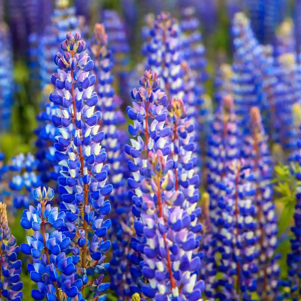 Lupine Seeds - 50 Heirloom Non-GMO Wild Perennial for Hummingbirds & Bees (Lupinus perennis)