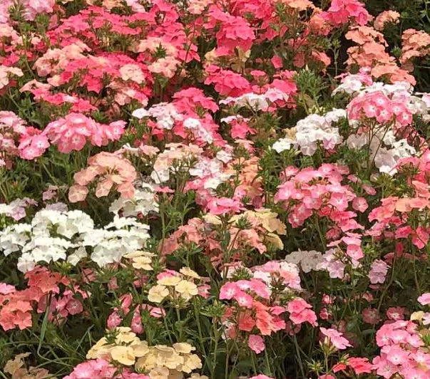 Phlox Seeds - 400 Non-GMO Heirloom Pastel Blooms - Phlox paniculata - Full Sun Garden Flowers - Native USA
