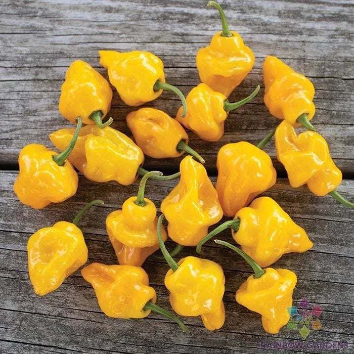Trinidad Perfume Hot Pepper Seeds - 25+ Non-GMO Capsicum chinense for Garden Planting - USA Grown, Flavorful Peppers