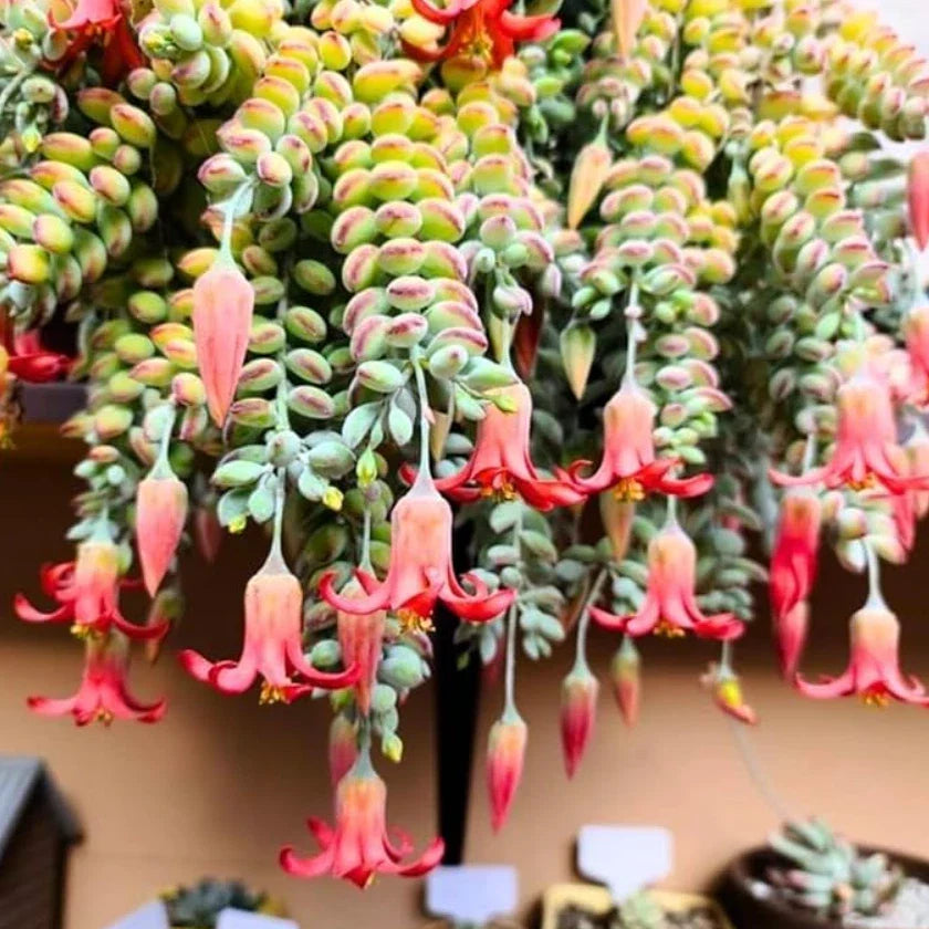 Live Cotyledon Pendens Plant - 4" Trailing Succulent - Easy Care Indoor Plant - Cotyledon pendens