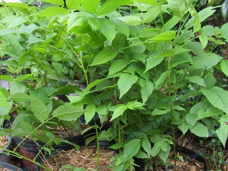 Black Walnut Trees 12"-16" Bareroot Seedlings 3 Pack Juglans Nigra for Shade & Timber