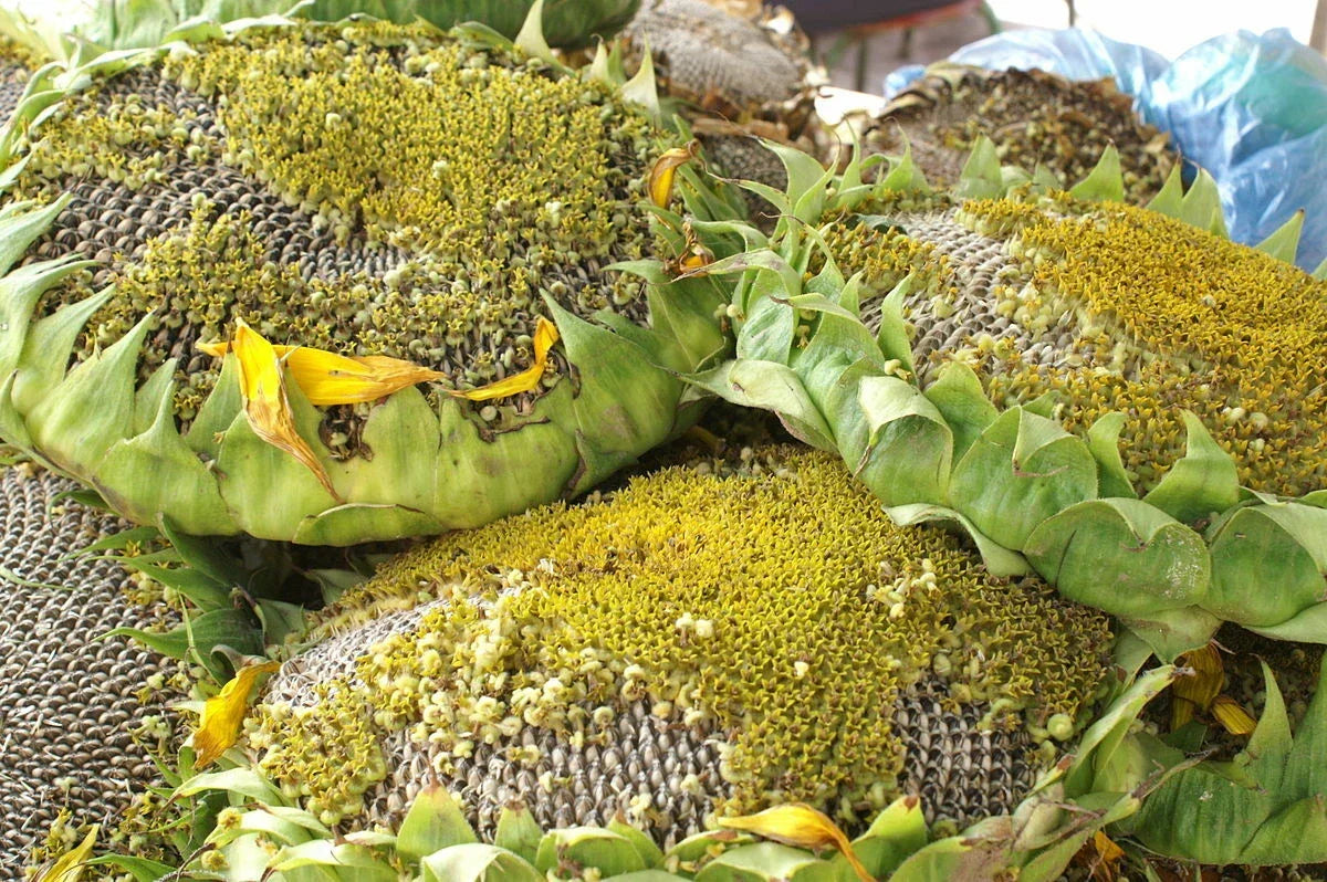 Giant Titan Sunflower Seeds - 25 Pack - Helianthus annuus - Huge 24-Inch Heads - Big Fat Seeds for Vibrant Garden Blooms