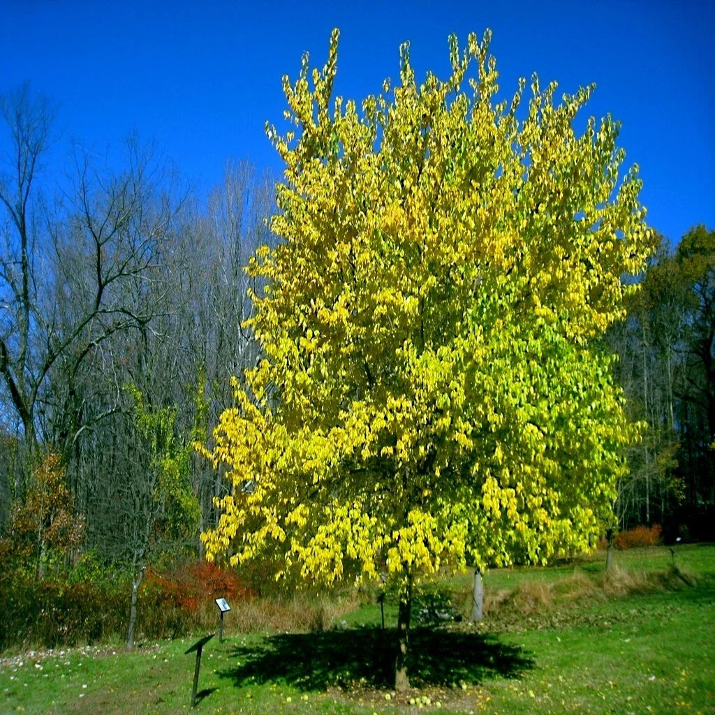 Osage Orange Tree Seeds - 20 Count - Maclura Pomifera - Hardy Hedge Apple Monkey Ball Seeds for Landscape Gardening