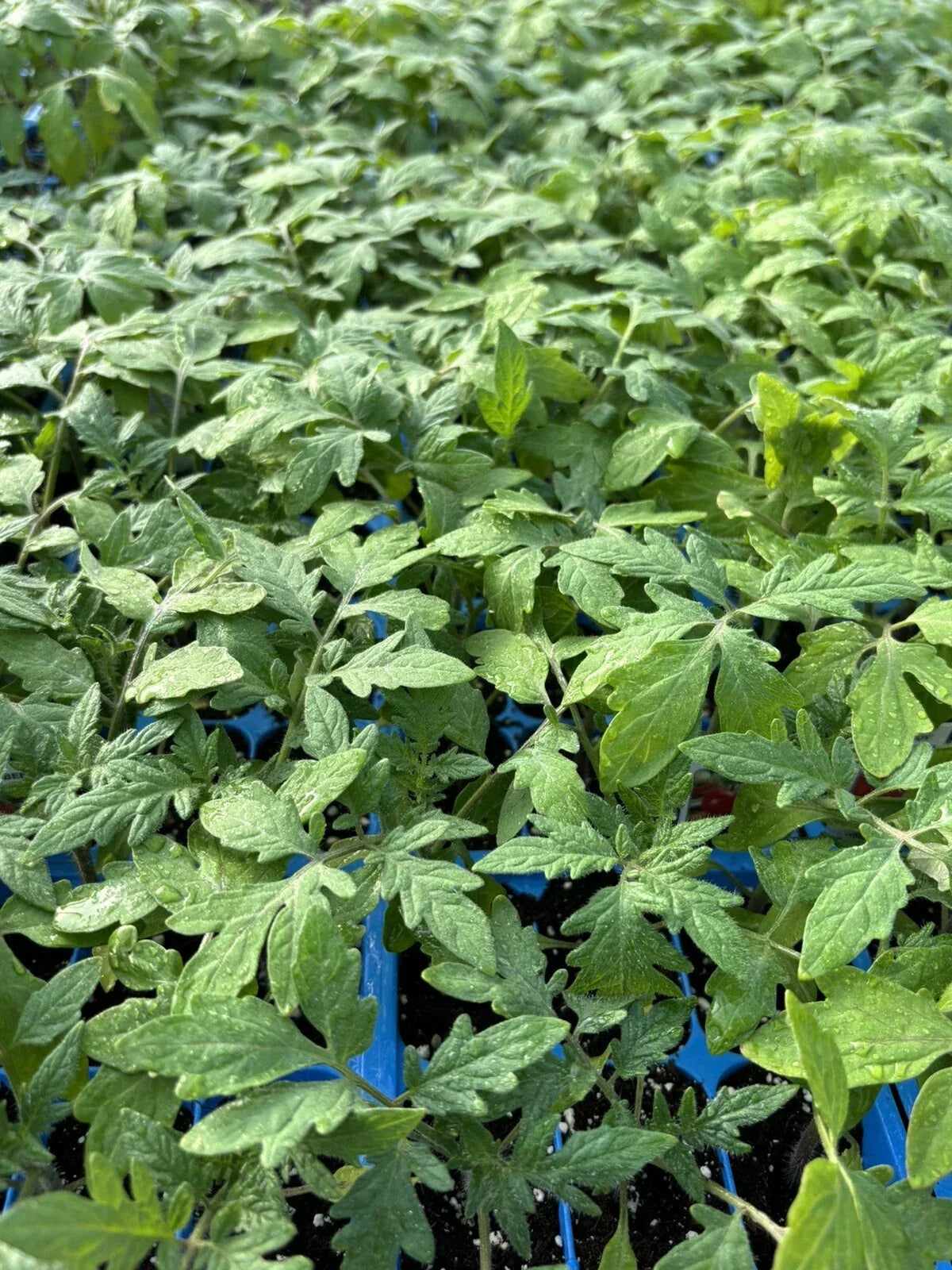 Beefsteak Tomato Live Plants Lot of 4, Organic, Solanum lycopersicum, 6-10 inches - High-Yielding Garden Tomatoes