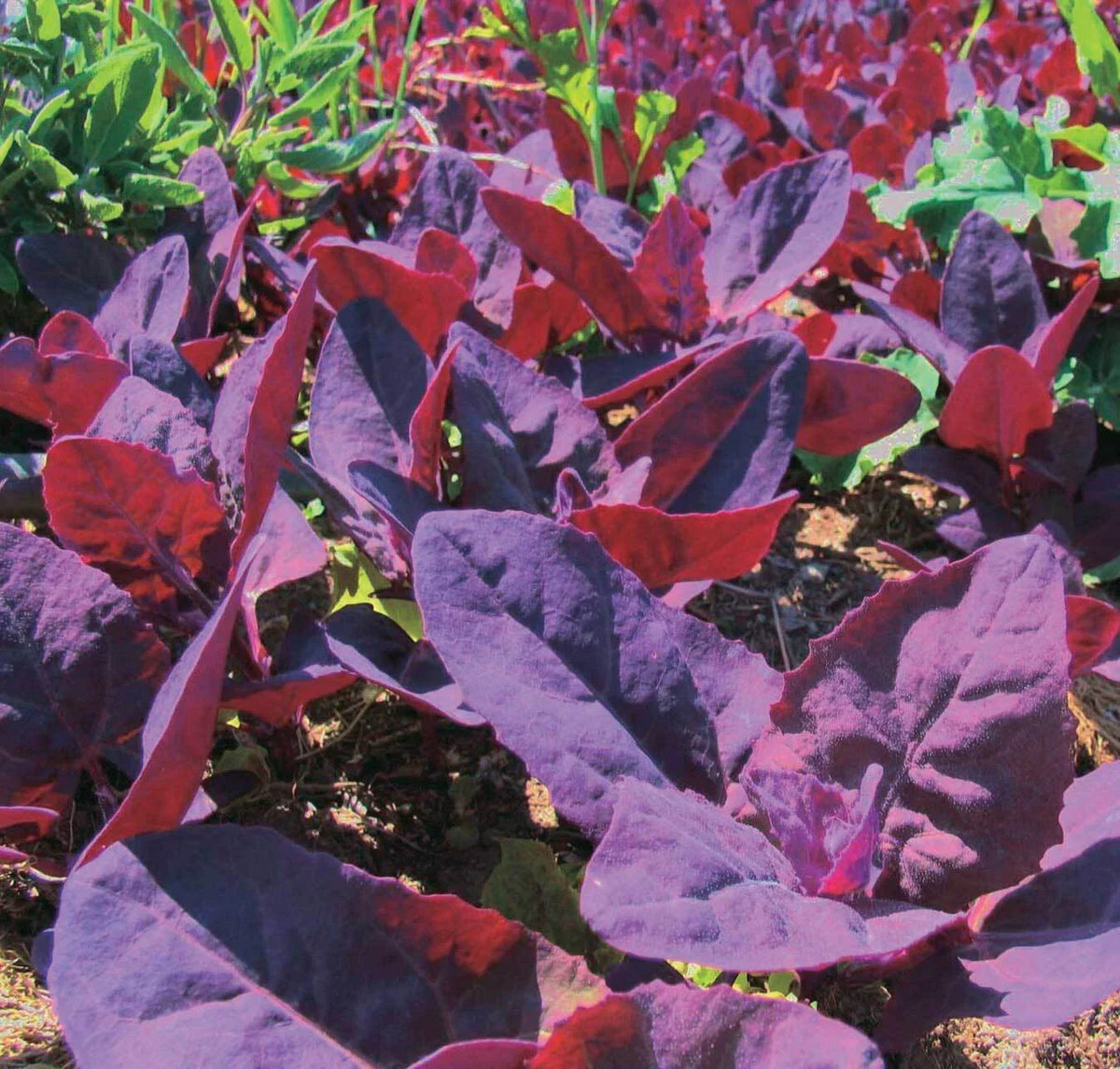 Orach Red Fire Seeds - 100+ Non-GMO Heirloom French Spinach, Atriplex hortensis, Colorful Edible Greens for Garden