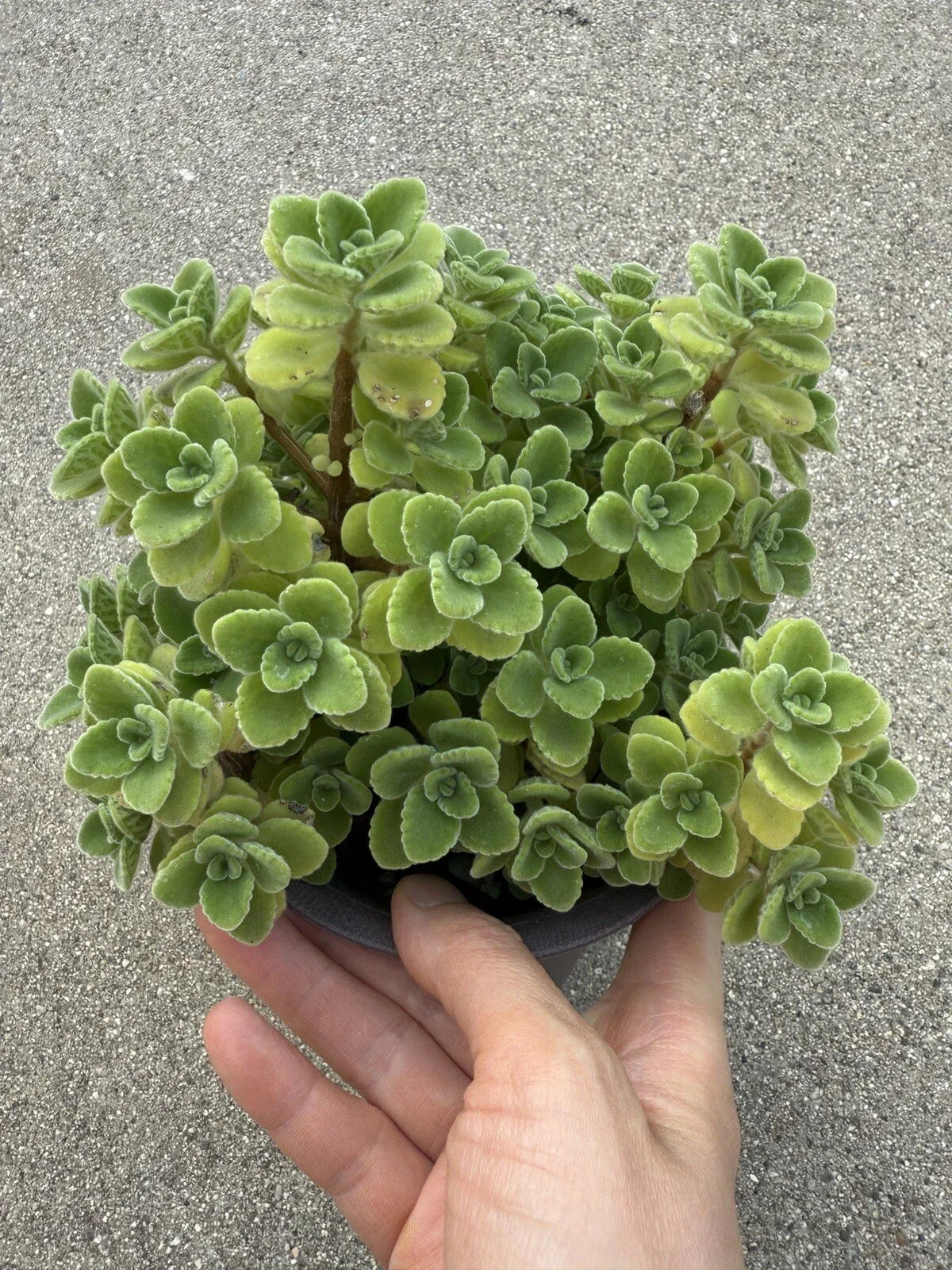 Vicks Plant Cutting - 2" Plectranthus Tomentosa - Aromatic Herb for Home Gardening and Aromatherapy