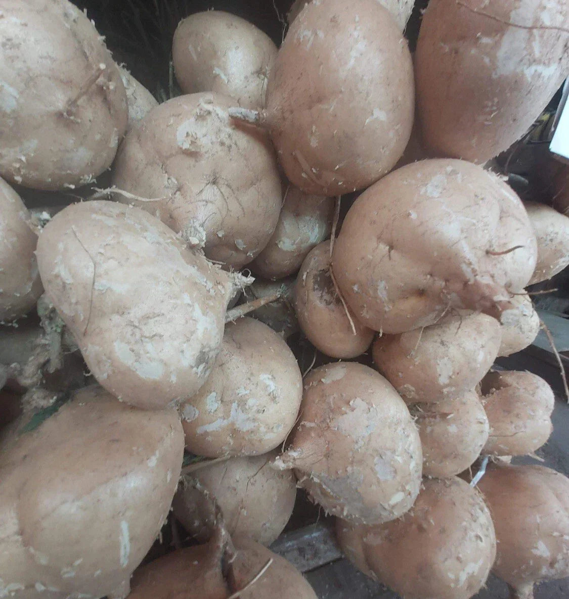Jicama Seeds - 50+ Seeds - Mexican Yam Bean - Pachyrhizus erosus - Non-GMO for Home Gardening and Fresh Salads