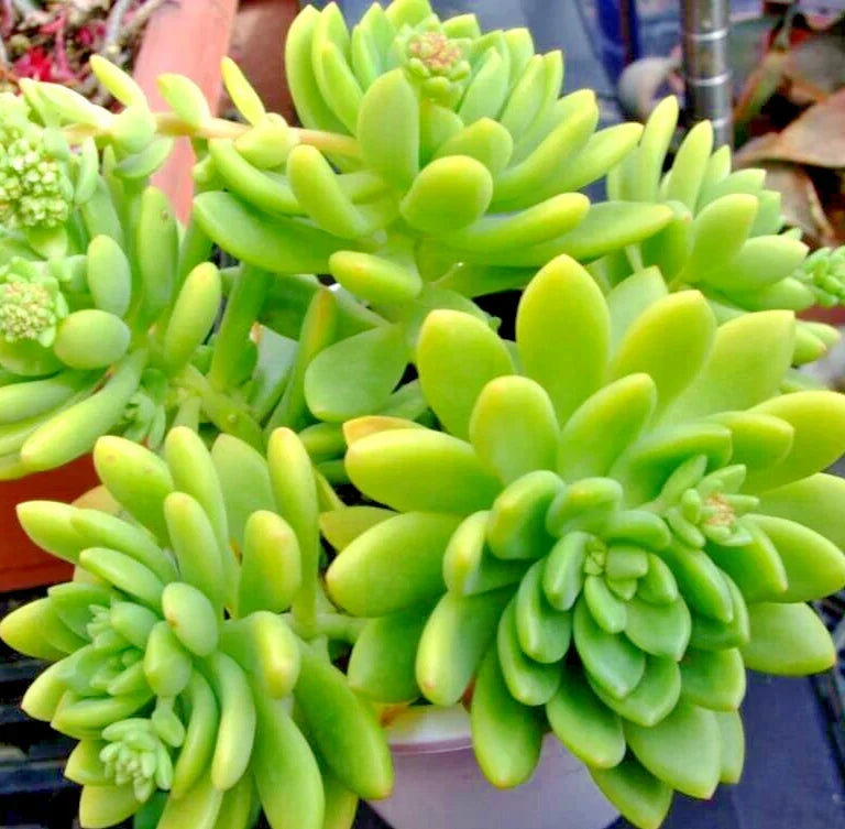 Succulent Plant Cuttings - 5 Rosettes Sedum 'Alice Evans' - Sedum Stonecrop - Easy Care Indoor/Outdoor Greenery