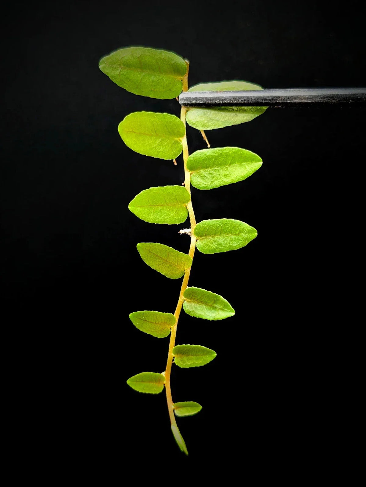 Marcgravia sp. Bastimentos Cutting | 10-Leaf Tropical Houseplant | Unique Indoor Terrarium Plant for Home Decor