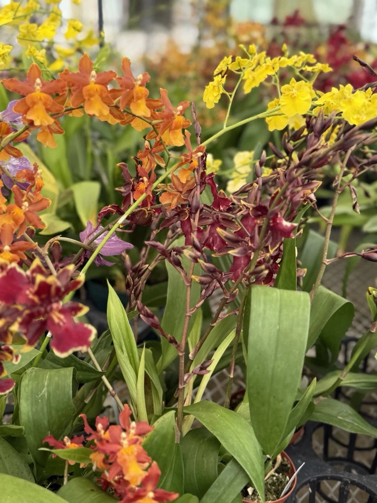 Orchid Plant in 2-3" Pot, Blooming Variety, Vibrant Flowers, Orchidaceae - Perfect for Home Decor and Gifting