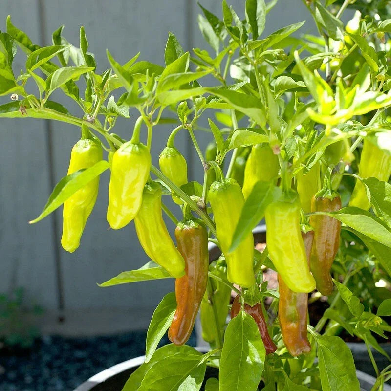 Golden Greek Pepperoncini Seeds | 1000 Heirloom Non-GMO Seeds | Capsicum annuum | Perfect for Pickling and Salads