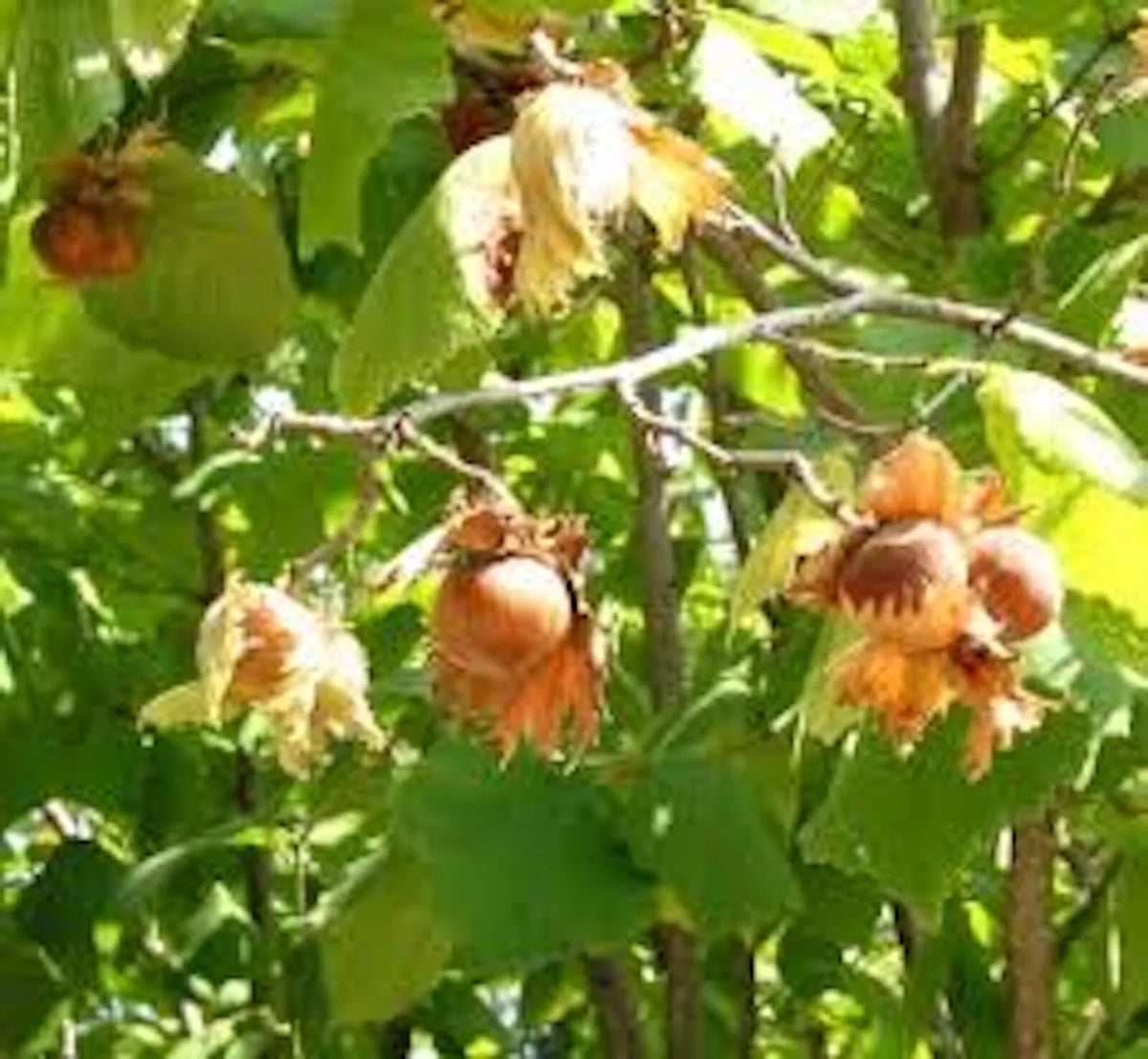 American Hazelnut Tree Live Bare Root Plant 12-24in Corylus avellana Edible Nuts Wildlife Habitat Sustainable Gardening