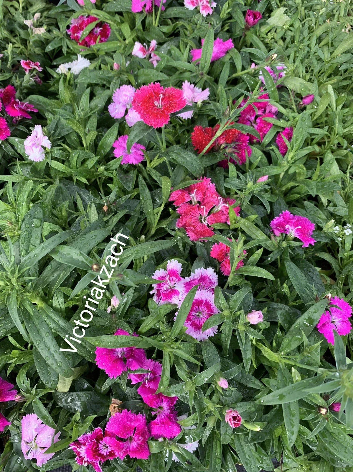 Sweet William Flower Seeds - 100 Pack - Organic Non-GMO Edible Herb for Bee Garden - Dianthus barbatus