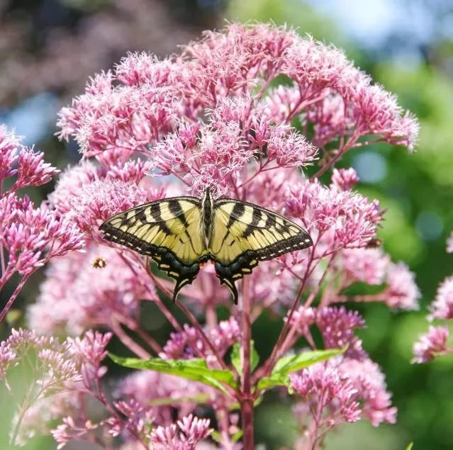 Queen of The Meadow Herb Seeds, 50 Count - Joe Pye Weed, Purple Flowers, Eupatorium purpureum, Attracts Pollinators