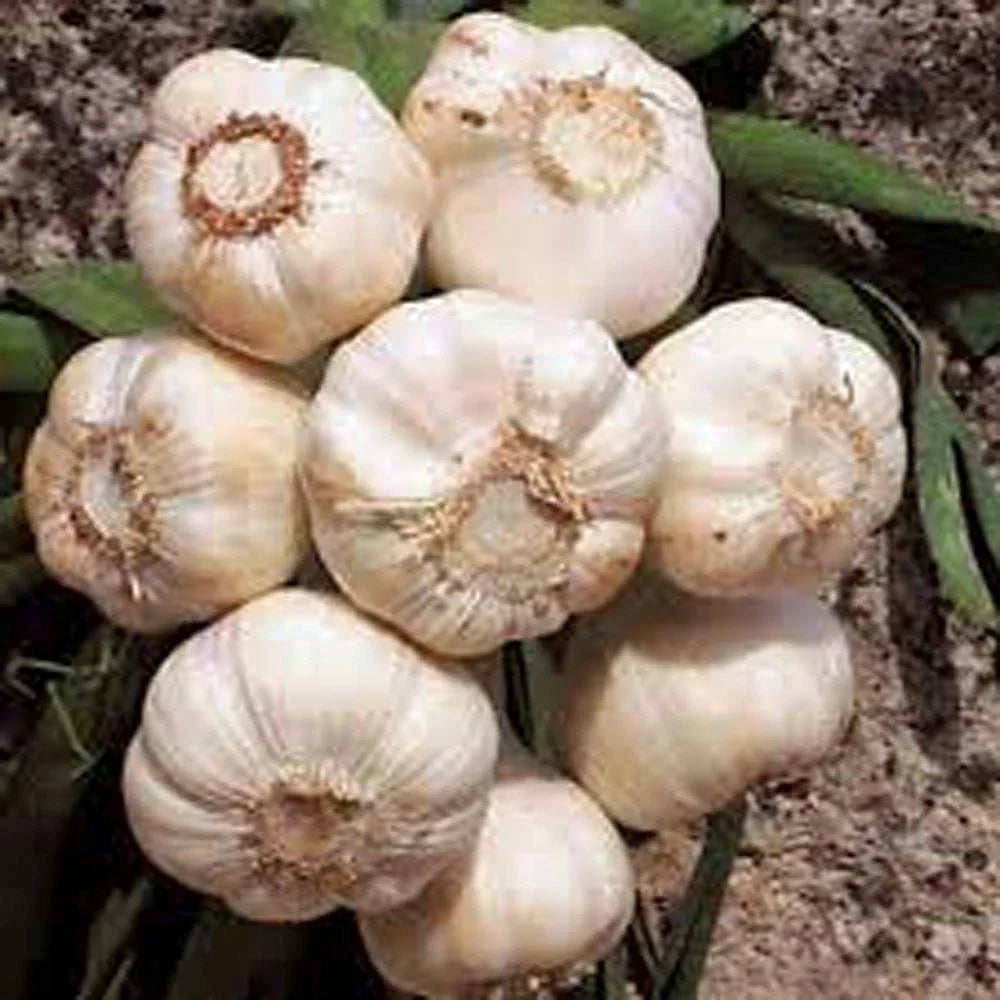 Fresh California Softneck Garlic Bulb - 9 Ounces for Planting - Allium sativum - Robust Flavor for Home Gardens