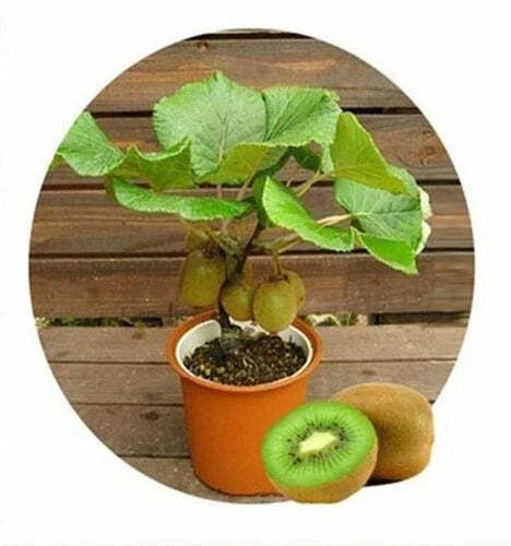 Bonsai Kiwi Tree Seeds | 50 Seeds | Actinidia chinensis | Compact Kiwi Planting Seeds for Home Garden